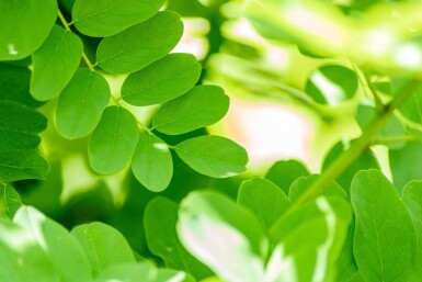 Robinia pseudoacacia 'Bessoniana' haute-tige 20/25