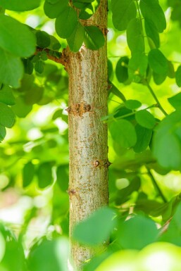 Robinia pseudoacacia 'Bessoniana' haute-tige 20/25