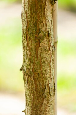 Robinia pseudoacacia 'Bessoniana' haute-tige 20/25