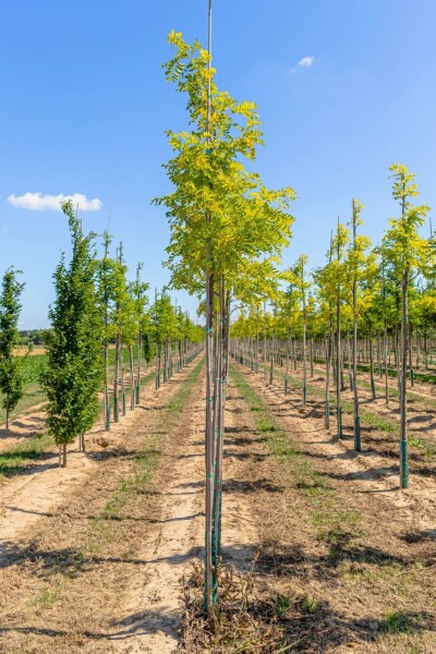 Robinia pseudoacacia 'Frisia' haute-tige 12/14