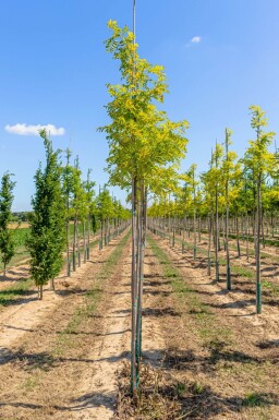 Robinia pseudoacacia 'Frisia' haute-tige 12/14