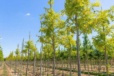 Robinia pseudoacacia 'Frisia' haute-tige 12/14