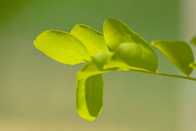 Robinia pseudoacacia 'Frisia' haute-tige 12/14