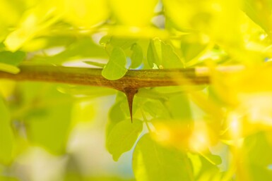 Robinia pseudoacacia 'Frisia' haute-tige 12/14