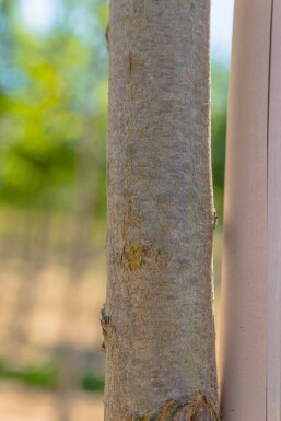Robinia pseudoacacia 'Frisia' haute-tige 12/14