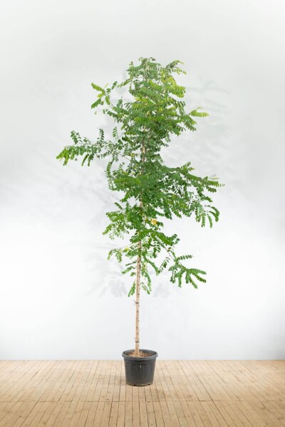 Robinia pseudoacacia 'Nyirségi' haute-tige 10/12