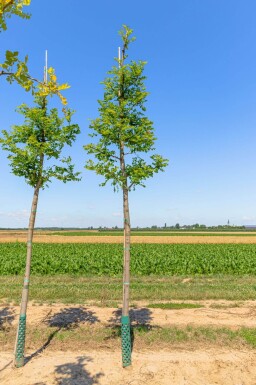 Robinia pseudoacacia 'Nyirségi' haute-tige 10/12