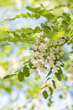 Robinia pseudoacacia 'Nyirségi' haute-tige 10/12