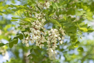 Robinia pseudoacacia 'Nyirségi' haute-tige 10/12