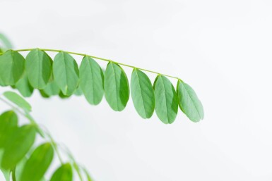 Robinia pseudoacacia 'Nyirségi' haute-tige 10/12