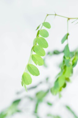 Robinia pseudoacacia 'Nyirségi' haute-tige 10/12