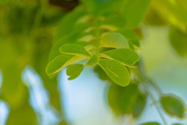 Robinia pseudoacacia 'Nyirségi' haute-tige 10/12
