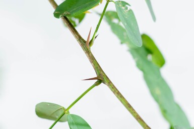 Robinia pseudoacacia 'Nyirségi' haute-tige 10/12