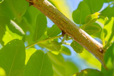 Robinia pseudoacacia 'Nyirségi' haute-tige 10/12