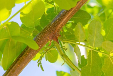 Robinia pseudoacacia 'Nyirségi' haute-tige 10/12