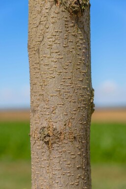 Robinia pseudoacacia 'Nyirségi' haute-tige 10/12