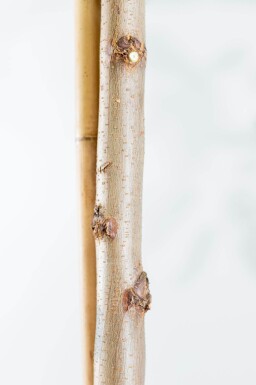 Robinia pseudoacacia 'Nyirségi' haute-tige 10/12