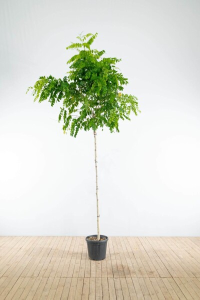 Robinia pseudoacacia 'Umbraculifera' haute-tige 16/18 225cm tronc