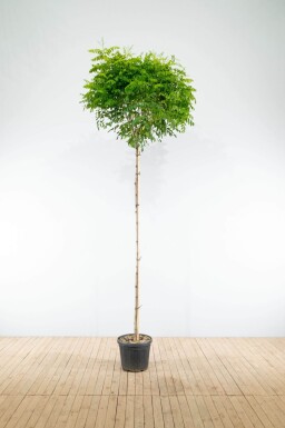 Robinia pseudoacacia 'Umbraculifera' haute-tige 16/18 225cm tronc