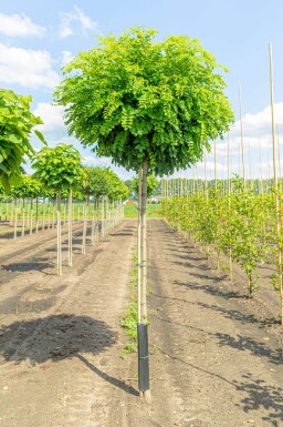 Robinia pseudoacacia 'Umbraculifera' haute-tige 16/18 225cm tronc