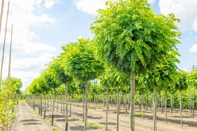 Robinia pseudoacacia 'Umbraculifera' haute-tige 16/18 225cm tronc