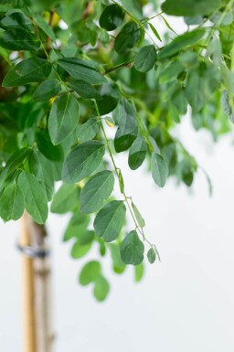 Robinia pseudoacacia 'Umbraculifera' haute-tige 16/18 225cm tronc