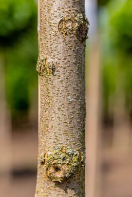 Robinia pseudoacacia 'Umbraculifera' haute-tige 16/18 225cm tronc