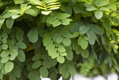 Robinia pseudoacacia 'Umbraculifera' haute-tige 16/18 225cm tronc