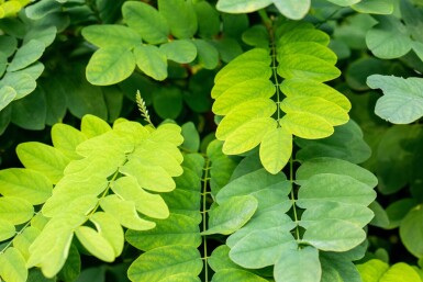 Robinia pseudoacacia 'Umbraculifera' haute-tige 16/18 225cm tronc