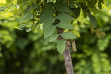 Robinia pseudoacacia 'Umbraculifera' haute-tige 16/18 225cm tronc