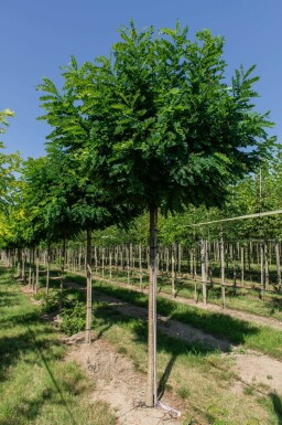 Robinia pseudoacacia 'Umbraculifera' boule sur tige