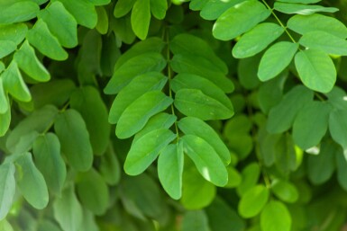 Robinia pseudoacacia 'Umbraculifera' boule sur tige
