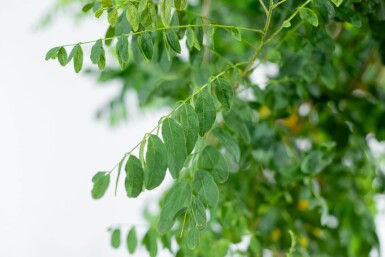 Robinia pseudoacacia 'Umbraculifera' boule sur tige 10/12 225cm tronc