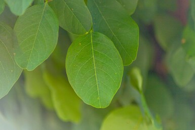 Robinia pseudoacacia 'Umbraculifera' boule sur tige 10/12 225cm tronc