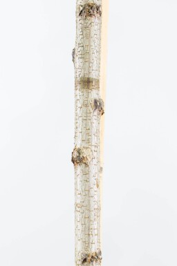 Robinia pseudoacacia 'Umbraculifera' boule sur tige 10/12 225cm tronc
