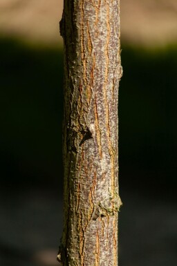 Robinia pseudoacacia 'Umbraculifera' boule sur tige 10/12 225cm tronc