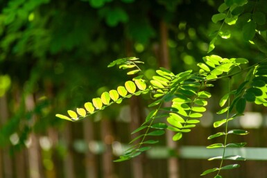 Robinia pseudoacacia 'Umbraculifera' boule sur tige 10/12 225cm tronc