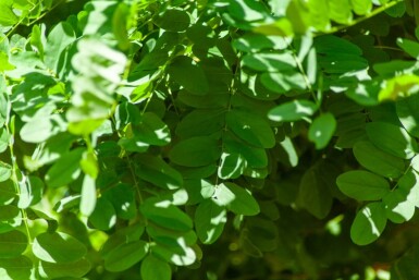 Robinia pseudoacacia 'Umbraculifera' boule sur tige 10/12 225cm tronc
