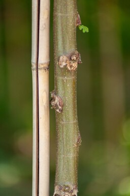 Robinia pseudoacacia 'Umbraculifera' boule sur tige 10/12 225cm tronc
