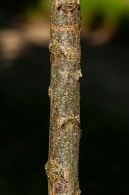 Robinia pseudoacacia 'Umbraculifera' boule sur tige 10/12 225cm tronc