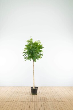 Robinia pseudoacacia 'Umbraculifera' demi-tige 8/10 150cm tronc