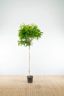 Robinia pseudoacacia 'Umbraculifera' demi-tige 8/10 150cm tronc