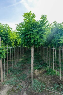 Robinia pseudoacacia 'Umbraculifera' demi-tige 8/10 150cm tronc