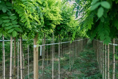 Robinia pseudoacacia 'Umbraculifera' demi-tige 8/10 150cm tronc