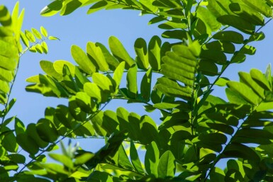 Robinia pseudoacacia 'Umbraculifera' demi-tige 8/10 150cm tronc