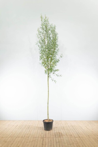 Salix alba haute-tige 10/12