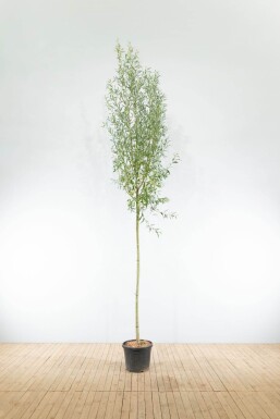 Salix alba haute-tige 10/12