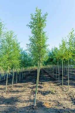 Salix alba haute-tige 10/12