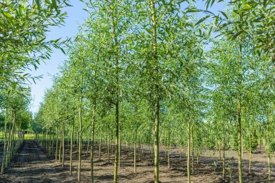 Salix alba haute-tige 10/12