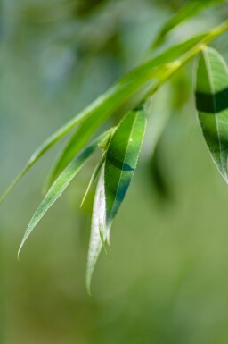 Salix alba haute-tige 10/12